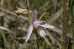 Rose pogonia <BR>Snakemouth orchid